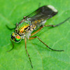 Long Legged Fly, female. Poecilobothrus nobilitatus