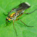 Long Legged Fly, female. Poecilobothrus nobilitatus