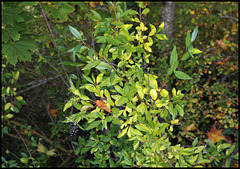 Ligustrum vulgare- Troène (3)