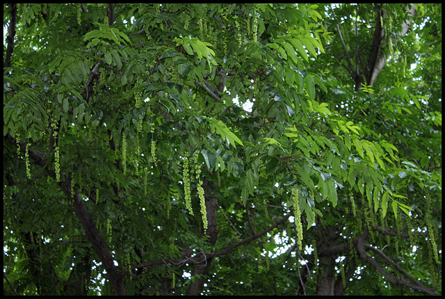 Pterocarya caucasica (4)