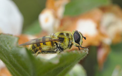 Hoverfly IMG_1788