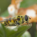 Hoverfly IMG_1788