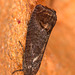 Moth IMG_1346