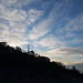 sunrise-tree-silhouettes-01.15.19
