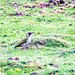 Green woodpecker