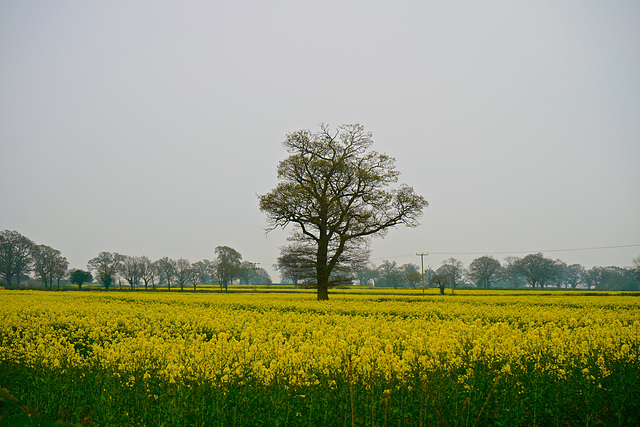 Colour returning to the fields