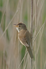 Reed Warbler   /   May 2019