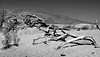 Death Valley, Trees  BW L1007652