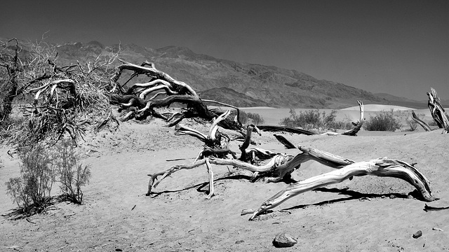 Death Valley, Trees  BW L1007652