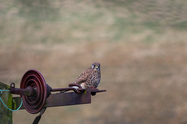 Kestrel