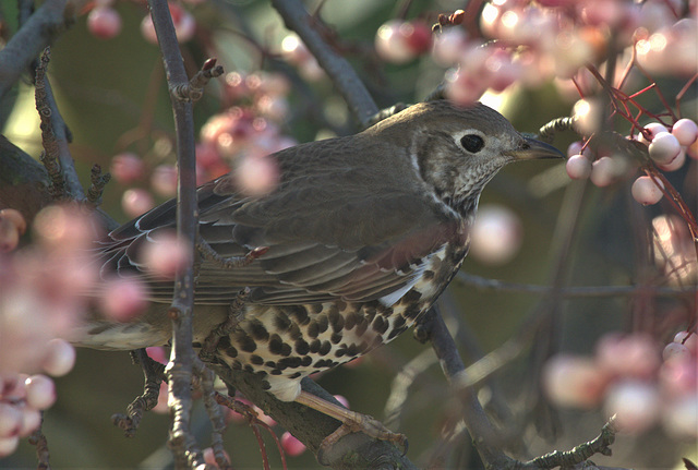 My Speckled Visitor