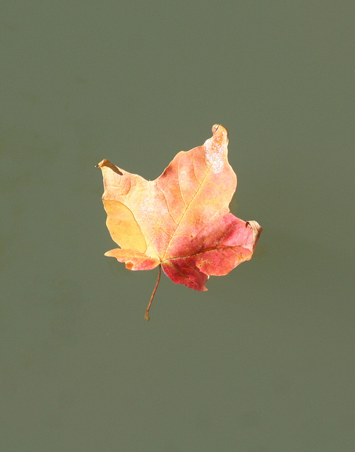18/50 maple leaf, feuille d'érable