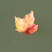 18/50 maple leaf, feuille d'érable