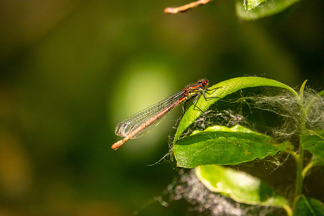 Large red damselfly