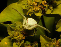 EF7A9815 Crab Spider-1