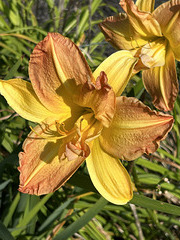 late-blooming daylily