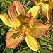 late-blooming daylily