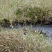 Dunlin
