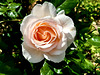 JOYEUSES FÊTES à toutes les mamans du monde
