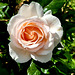 JOYEUSES FÊTES à toutes les mamans du monde