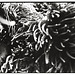 Anemones