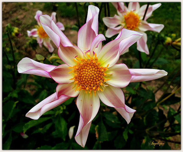 Dahlia Honka................Passez un excellent we!❤️PIP