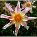 Dahlia Honka................Passez un excellent we!❤️PIP