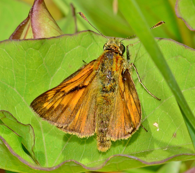 Large Skipper,Male. Ochlodes venatus