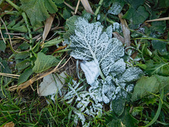 gelure d'hiver en bord de mer