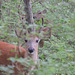 White-tailed Deer