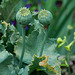 Poppy seedpods