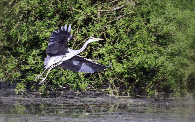 Heron au passage....