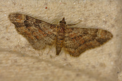 Moth IMG_1100
