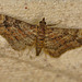 Moth IMG_1100