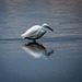 Little egret