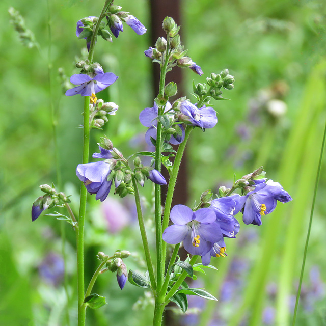 Flowers in Keith Logan's garden