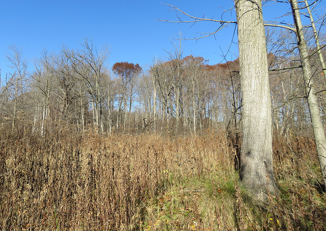 The last leaves on the oak tree.