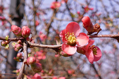 Le printemps du weigelia.