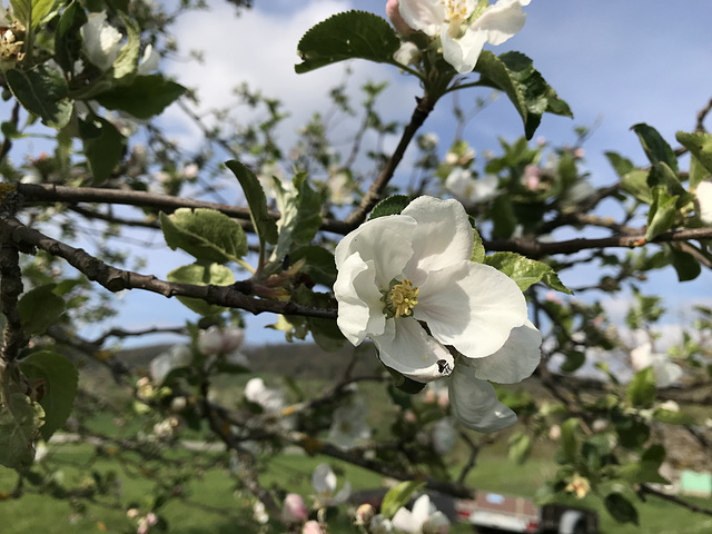 No. 6 - Jakob Fischer - Blüte