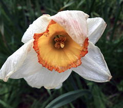 the last day of a daffodil
