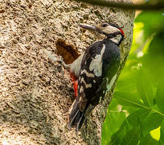 Grat spotted woodpecker
