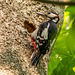 Grat spotted woodpecker