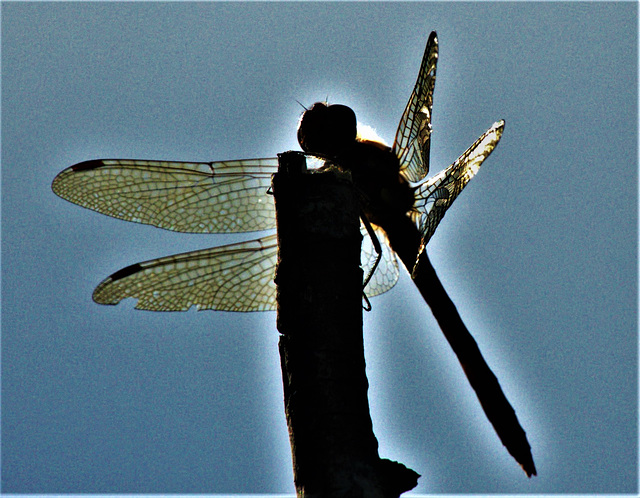 Dragonfly Wings!