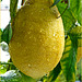 Un limone di mia produzione senza semi sotto la pioggia - pianta coltivata  in vaso grande su terrazzo soleggiato - 24 frutti