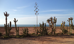 Cactus marocains / Moroccan cacti