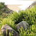 rock vegetation rock vegetation