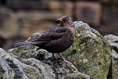 Mrs Blackbird