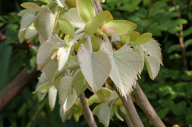 Tilia henryii