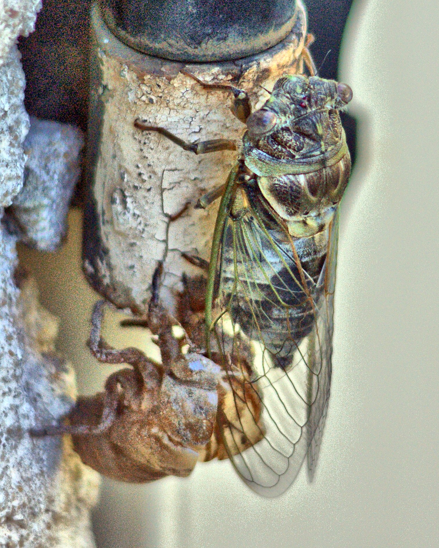 Naissance d'une Cigale N°7