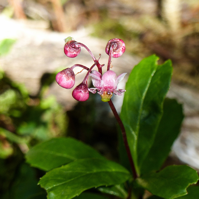 Prince's Pine / Chimaphila umbellata